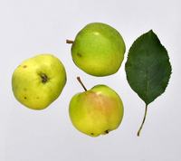 Mutsu æbler